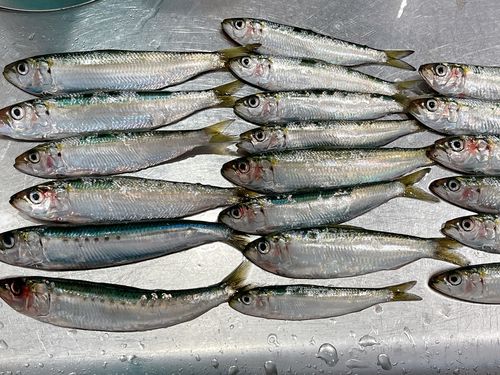 マイワシの釣果