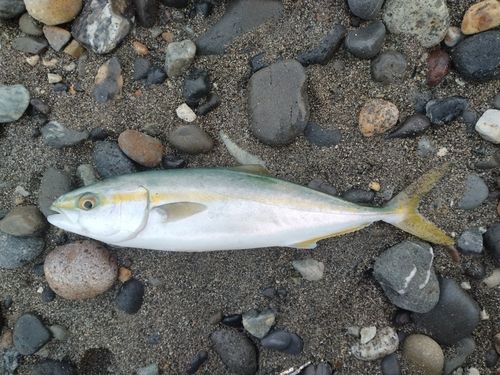 ツバイソの釣果