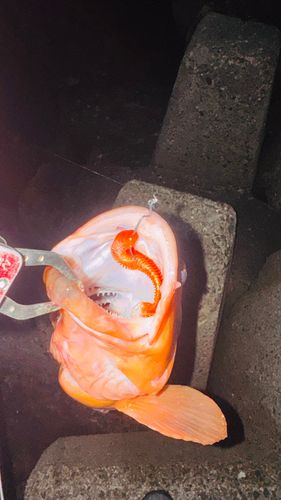 キジハタの釣果