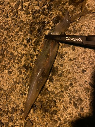 ササイカの釣果