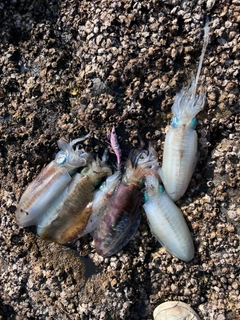 アオリイカの釣果