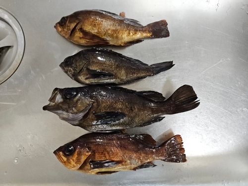 シロメバルの釣果