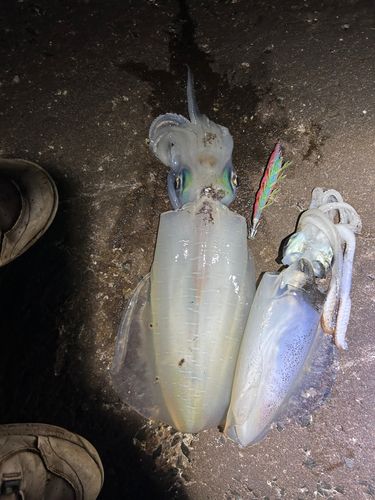 アオリイカの釣果