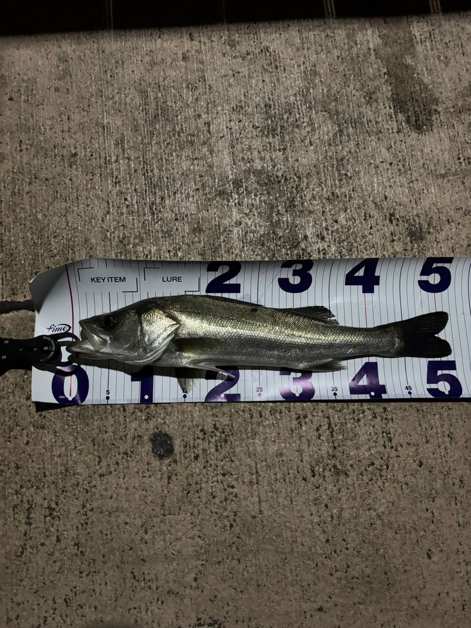 APIA 21フージン'RS 88MLの最安値・インプレ・釣果 | 本音の口コミ