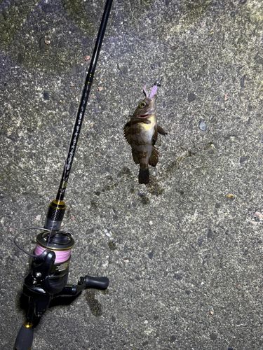 シロメバルの釣果