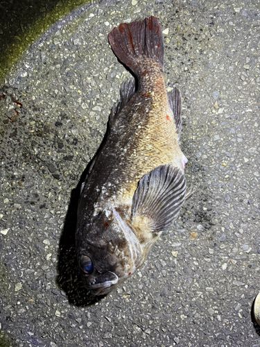 三陸海岸（岩手）