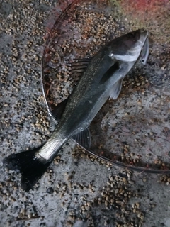 フッコ（マルスズキ）の釣果