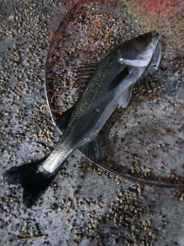 フッコ（マルスズキ）の釣果