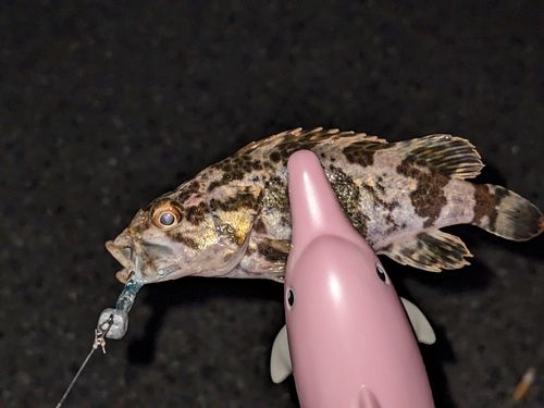 タケノコメバルの釣果