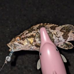 タケノコメバル