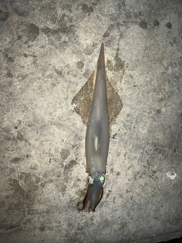 ヤリイカの釣果