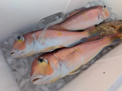 アマダイの釣果