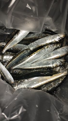 イワシの釣果