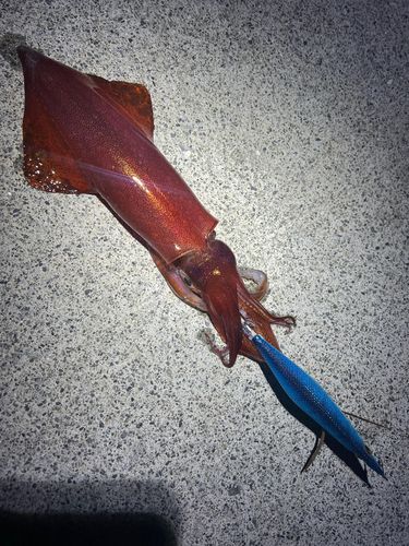 マルイカの釣果