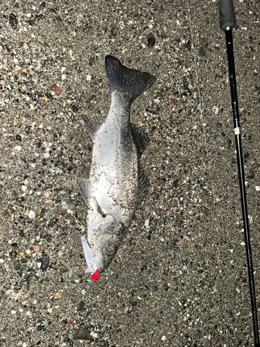 ヒラスズキの釣果