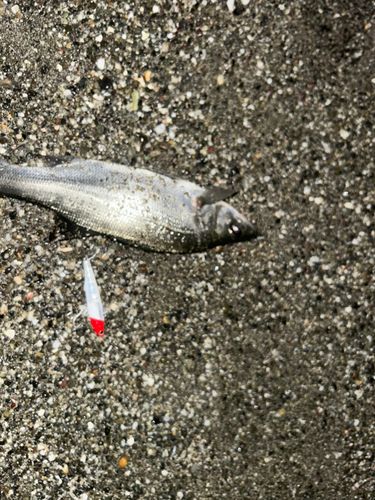 ヒラスズキの釣果