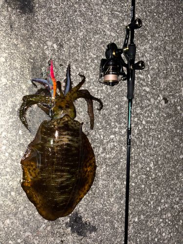 アオリイカの釣果