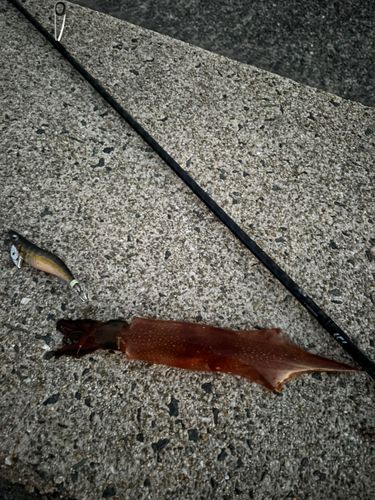 ヤリイカの釣果