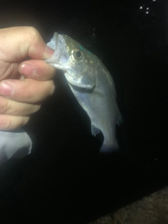 スズキの釣果