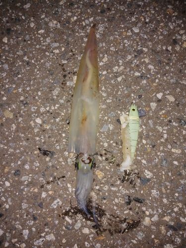 ヤリイカの釣果