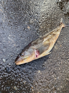 ホッケの釣果