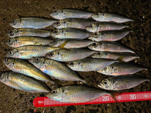 マアジの釣果
