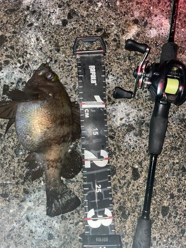 小湊漁港（青森）