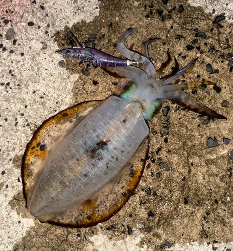 アオリイカの釣果