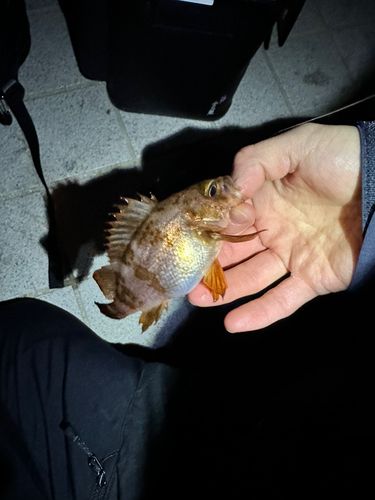 シロメバルの釣果