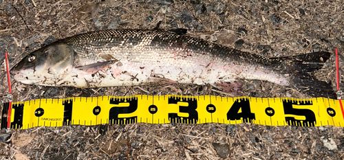 マルタウグイの釣果