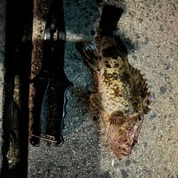 タケノコメバル