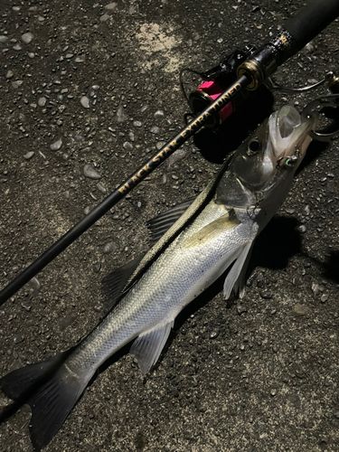 フッコ（マルスズキ）の釣果