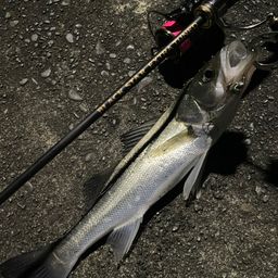 フッコ（マルスズキ）