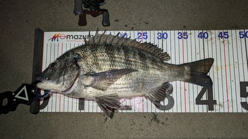 東京湾（アクアライン〜富津）