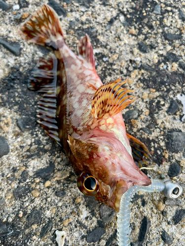 アラカブの釣果
