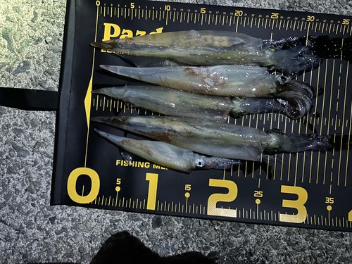 ヤリイカの釣果