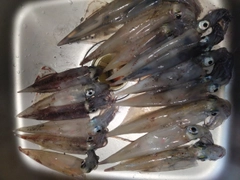 ササイカの釣果