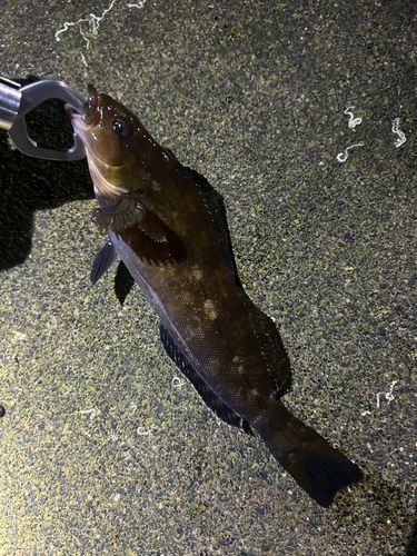 アイナメの釣果