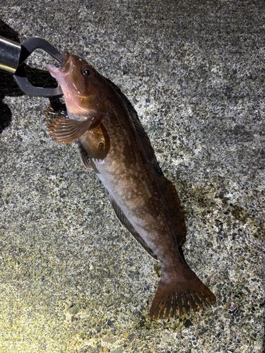 アイナメの釣果