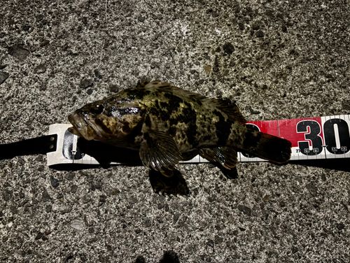 タケノコメバルの釣果