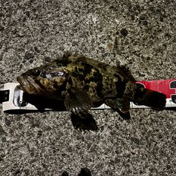 タケノコメバル