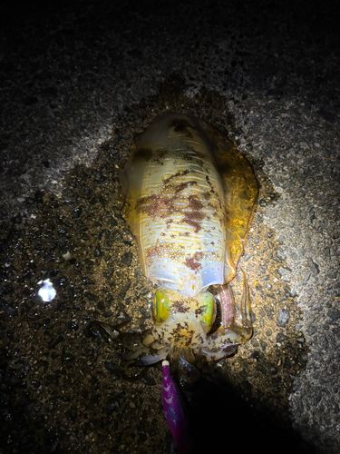 アオリイカの釣果