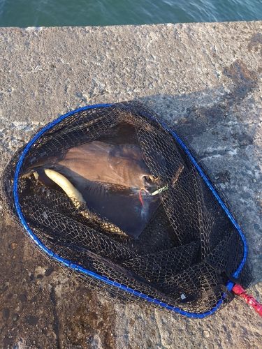 アカエイの釣果