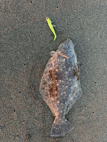 ヒラメの釣果
