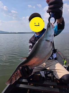 アロワナの釣果