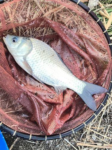 新川（印旛沼）