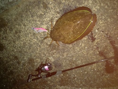 コウイカの釣果
