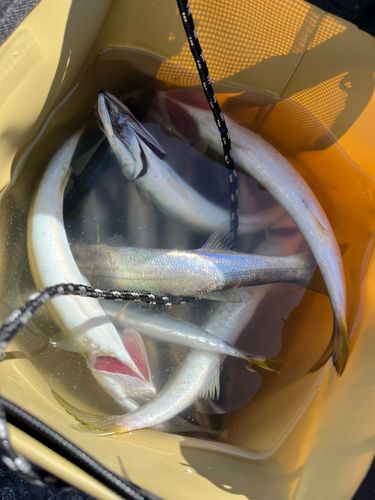 内浦湾（鴨川）