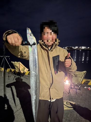 タチウオの釣果