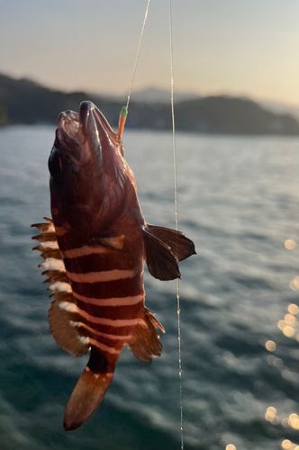 マハタの釣果